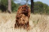 KING CHARLES SPANIEL 129